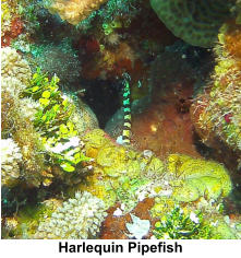 Harlequin Pipefish