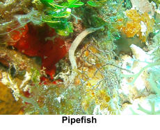 Pipefish