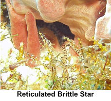 Reticulated Brittle Star