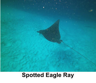 Spotted Eagle Ray
