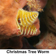 Christmas Tree Worm