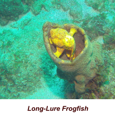 Long-Lure Frogfish