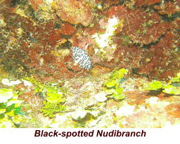 Black-spotted Nudibranch
